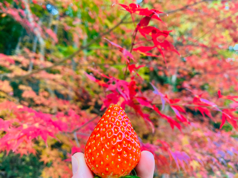ことぶき農園