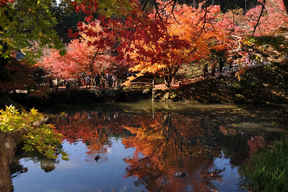 円通寺 もみじまつり 22 イベント 丹波篠山市 丹波市の丹波地域の観光や旅行の魅力を紹介する公式観光ポータルサイト