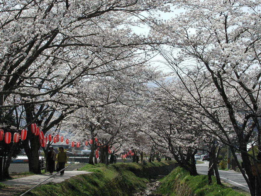 中止のお知らせ 水分れ公園 桜まつり イベント 丹波篠山市 丹波市の丹波地域の観光や旅行の魅力を紹介する公式観光ポータルサイト