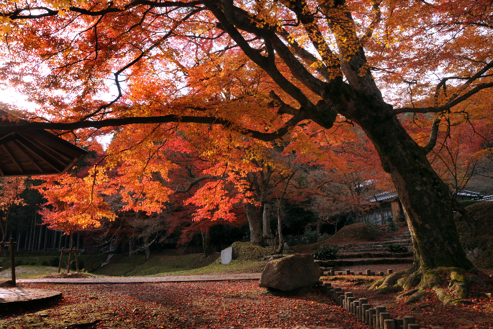 円通寺 もみじ祭 イベント 丹波篠山市 丹波市の丹波地域の観光や旅行の魅力を紹介する公式観光ポータルサイト