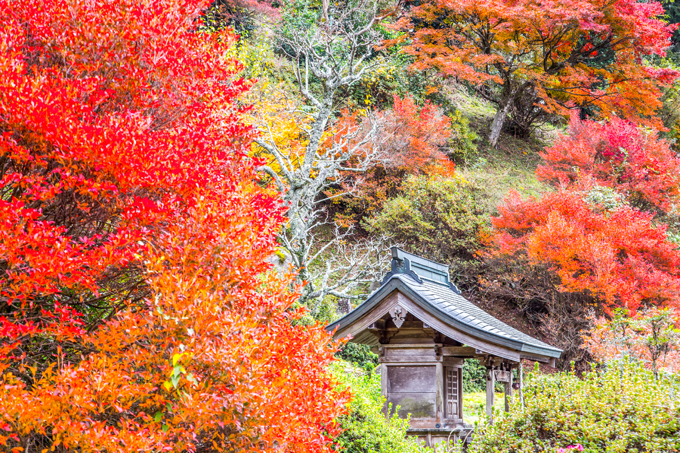 紅葉と祠 達身寺 フォトギャラリー旅丹 丹波篠山市 丹波市の丹波地域の観光や旅行の魅力を紹介する公式観光ポータルサイト