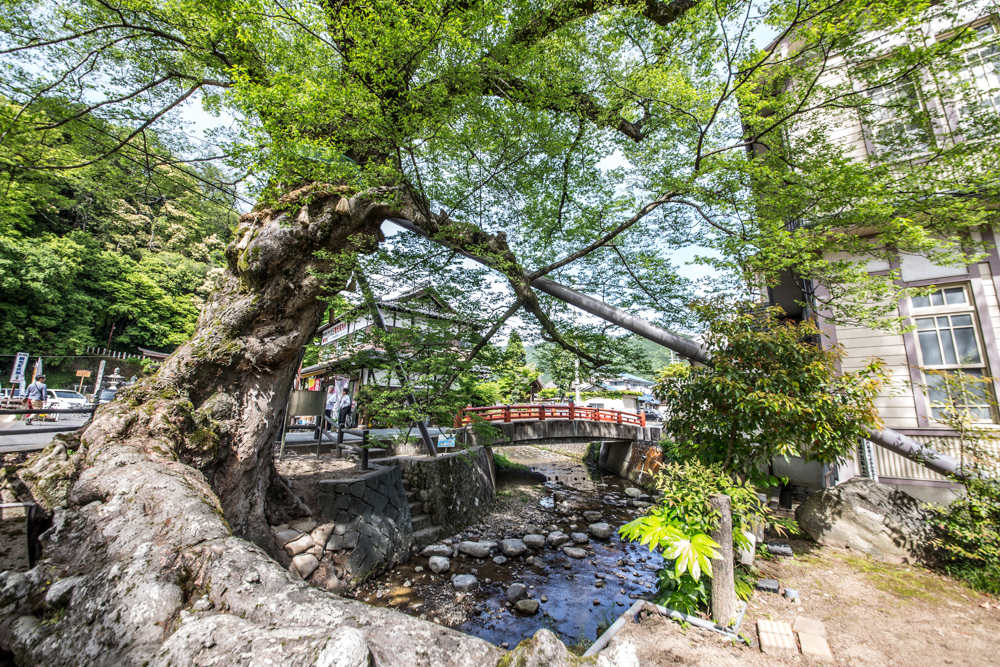 木の根橋