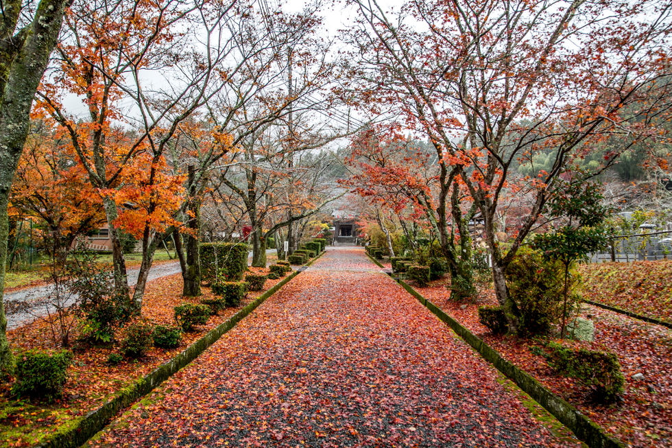 紅葉の絨毯 三寶寺 フォトギャラリー旅丹 丹波篠山市 丹波市の丹波地域の観光や旅行の魅力を紹介する公式観光ポータルサイト