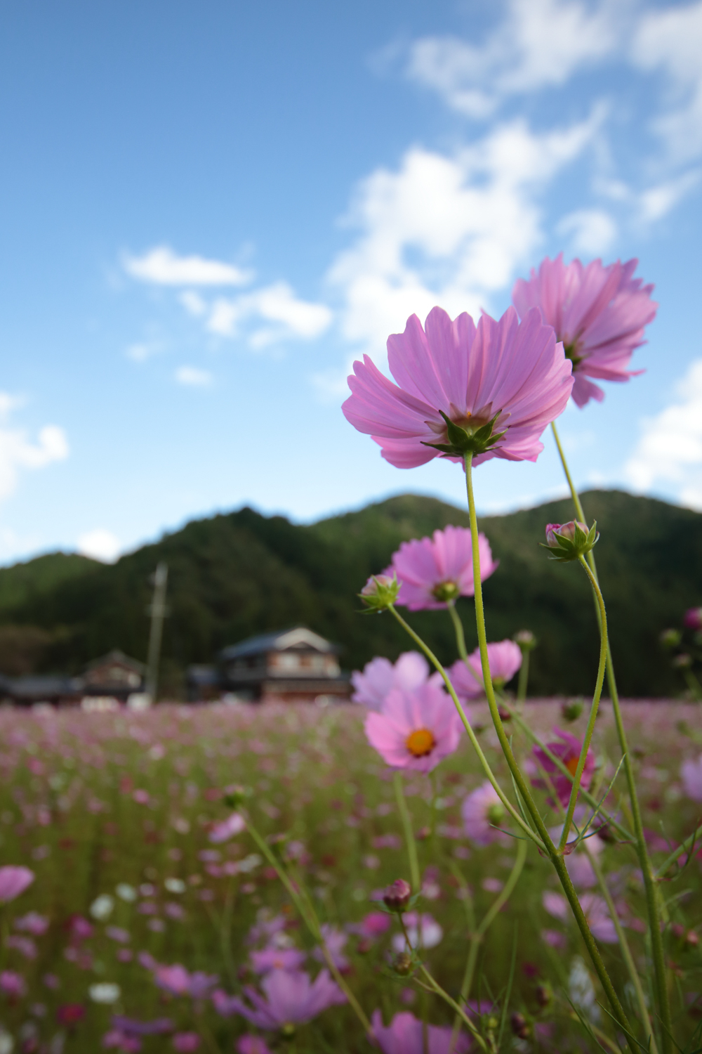 コスモス（清住コスモス園）