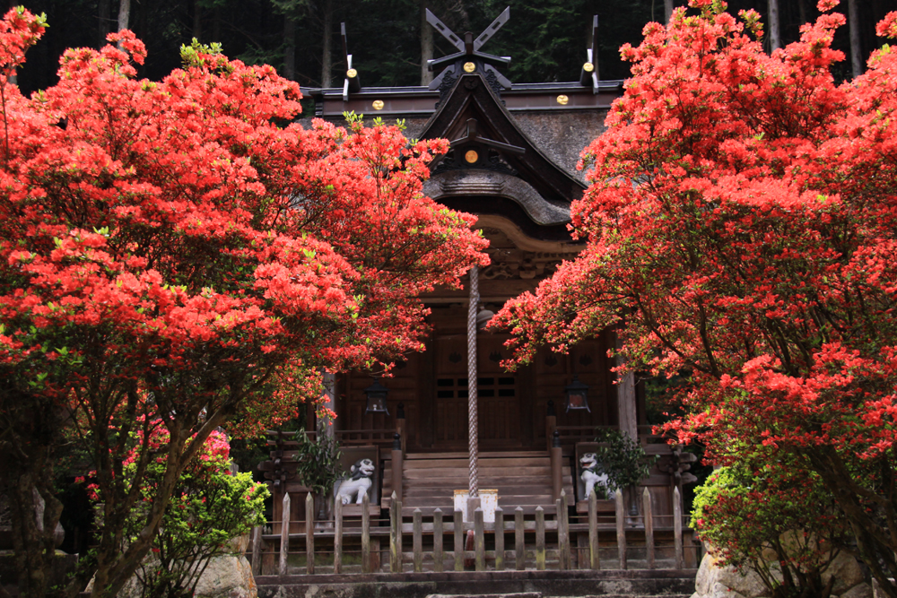 霧島つつじ（一の宮神社）